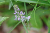 Veronica officinalis