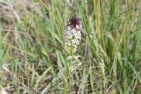 Neotinea ustulata