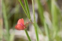 Lathyrus sphaericus