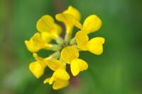 Hippocrepis comosa
