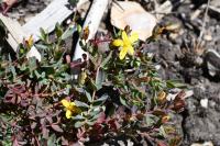 Hypericum humifusum