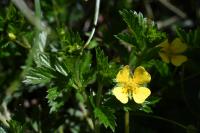 Potentilla erecta