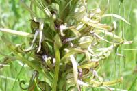 Himantoglossum hircinum