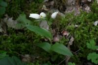 Cephalanthera damasonium