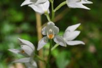 Cephalanthera longifolia
