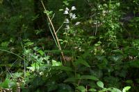 Cephalanthera longifolia