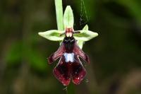 Ophrys insectifera
