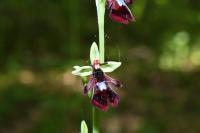 Ophrys insectifera