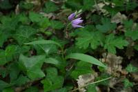 Cephalanthera rubra