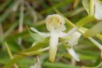 Platanthera chlorantha