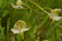 Platanthera chlorantha