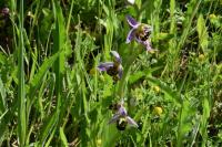 Ophrys apifera