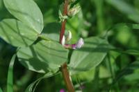 Vicia faba