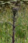Cirsium palustre