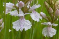 Dactylorhiza maculata