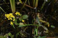 Rorippa amphibia