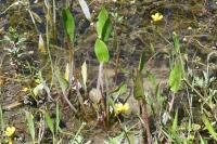 Alisma plantago-aquatica