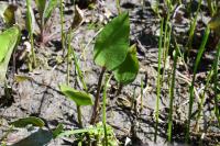 Alisma plantago-aquatica