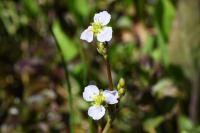 Alisma lanceolatum