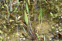 Alisma lanceolatum