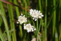 Oenanthe fistulosa