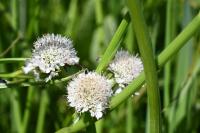 Oenanthe fistulosa