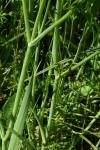 Oenanthe fistulosa
