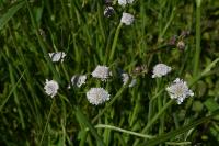 Oenanthe fistulosa