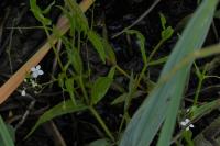 Veronica anagallis-aquatica