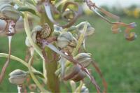 Himantoglossum hircinum
