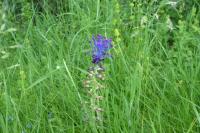 Muscari comosum