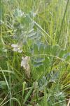 Vicia pannonica