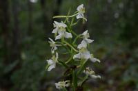 Platanthera chlorantha