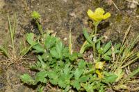 Ranunculus sardous