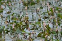Persicaria amphibia