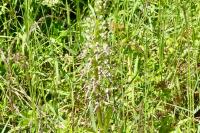 Himantoglossum hircinum