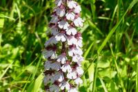 Orchis purpurea