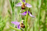 Ophrys apifera