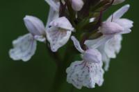 Dactylorhiza maculata