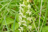 Platanthera chlorantha