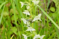 Platanthera chlorantha