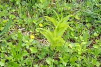 Epipactis helleborine