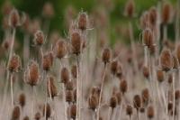 Dipsacus fullonum