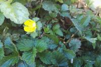 Potentilla indica