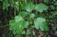 Crataegus laevigata