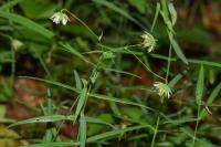 Stellaria graminea