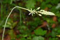 Loncomelos pyrenaicus