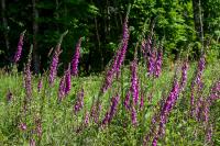 Digitalis purpurea
