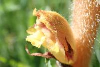 Orobanche rapum-genistae