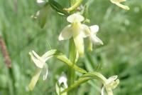 Platanthera chlorantha